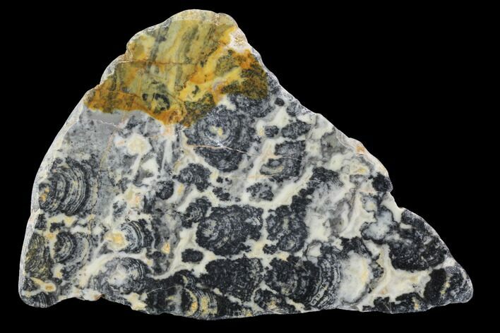 Proterozoic Age Columnar Stromatolite (Asperia) Slab - Australia #96289